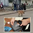 Diyarbakır’da sahipsiz köpek dehşet saçtı