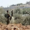 الضفة.. جيش الاحتلال الإسرائيلي يقتلع 400 شجرة زيتون