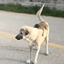 Bursa'da ilginç görüntü: Sırtında maymun gezdiren köpek ilgi odağı oldu