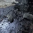 Kilis'te hijyen skandalı: Gıda işletmesinde hamam böcekleri ve ölü fareler bulundu