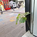 Zonguldak’ta esnafın duvar arasından çıkan fidanı koruma mücadelesi 