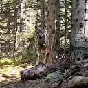 Bolu ormanlarındaki yaban hayvanları fotokapanla görüntülendi