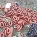 Ankara’da yüzlerce kilo et ürünü kimliği belirsiz kişiler tarafından boş araziye atıldı