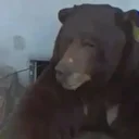 ABD'de evin altından 200 kiloluk ayı çıktı: Ev sahibi mağdur oldu hiçbir şekilde çıkaramıyor