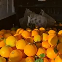 Portakal hırsızları suçüstü yakalandı: 2 ton mahsülü çalmak istediler