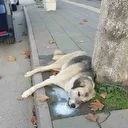 Amasya’da şehrin göbeğinde köpek ve kediler ölü bulundu