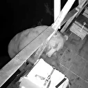 Trabzon'da balkona tırmanıp balı yiyen ayı böyle görüntülendi