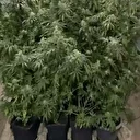 Saksıda kenevir yetiştiren şüpheli tutuklandı