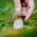 Mantar toplamak için iki kardeşiyle gittiği ormanda kayboldu