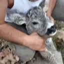 Kütahya’da su kanalına düşen karaca kurtarıldı