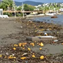 Bodrum'da yağmur suyuyla denize sürüklenen atıklar kıyıya vurdu