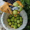 Binlerce ailenin geçim kaynağı limonun başkentinde hasat zamanı