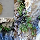 Malatya’da ortaya çıktı: Bilimsel olarak doğrulandı etkisi yüzde 90’a dayandı... Ticari değeri hızla yükseliyor