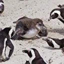 Güney Afrika açıklarında 62 bin penguen ölü bulundu: Besin zinciri çöktü