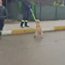 Adana'da valilik kararıyla sahipsiz köpekler toplanmaya başladı