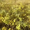 Isparta’nın gül bahçeleri sarı ve turuncuya büründü