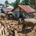 Indonésie: des éléphants mobilisés après les inondations meurtrières