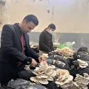 Okulda üretiliyor sofralara geliyor: Muğla'da ilk ve ortaokul öğrencileri başardı, ekonomik getirisi yüksek