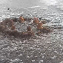 İzmir Körfezi'ne dökülen atık su rögardan taştı: İzmir Büyükşehir Belediyesi'ne 1,6 milyon TL ceza