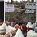 Kuş gribi Türkiye'ye de sıçradı: Bir mahalle karantinaya alındı