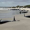 Australie: plus de 150 dauphins s'échouent sur une plage de Tasmanie