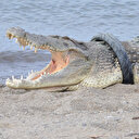 Indonésie: nouvelle attaque de crocodile contre un enfant