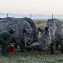 Najin et Fatu, dernières représentantes des rhinocéros blancs du Nord