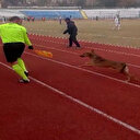 Sahipsiz köpek sahaya girdi yan hakem olaya müdahale etti