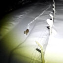 Nadir görülen vaşak kameraya yakalandı