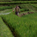 L'usage des pesticides continue à augmenter dans le monde