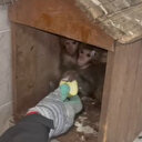 Yasa dışı yollarla ülkeye getirilen 2 maymun ele geçirildi