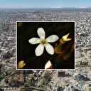 'Asrın felaketi' 6 Şubat depremlerinde hayatını kaybedenler 'Anadolu Karanfili' ile anılacak