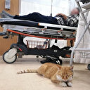 Sağlık Bakanlığı 81 ile yazı gönderdi: Hastanelerde sahipsiz köpek olmayacak