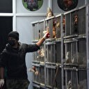 New York'ta kuş gribi paniği: Kümes hayvanı pazarları kapatıldı