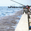 İzmir Körfezi dört mevsim kirli