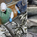 Su ürünleri ihracatından bir ayda 7,3 milyon dolar gelir