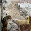 Tek başına dolaşan kurda sahipsiz köpek sürüsü saldırdı