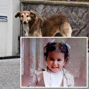 Sahipsiz köpekler tarafından parçalanmıştı: 2 yaşındaki Rana'nın otopsi raporu çıktı