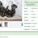 Türünün en tehlikelisi: İnternette satıp Türkiye'nin her yerine otobüsle gönderiyorlar