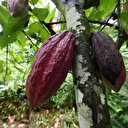 Le Nigeria veut profiter du cours élevé du cacao pour redynamiser sa production locale
