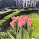 Hollanda'da yetiştirilen özel lale türüne 'Kızılırmak' ismi verildi