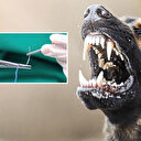 İzmir'de sahipsiz köpek dehşeti: Altı yaşındaki çocuk saldırıya uğradı