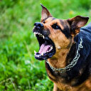 Yine sahipsiz köpek saldırısı: Dokuz yaşındaki çocuğa saldırdı