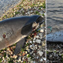 Kocaeli'de kıyıya ölü yunus vurdu: Olayla ilgili inceleme başlatıldı