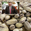 Fıstık üretiminde rekor: Sezonun en yüksek rakamına ulaştı 