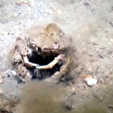 Balıkçıların ağına yapıştı: Ünlü profesör 'Marmara Denizi'ni istila edip tüm yaşam alanını kapladı' diyerek uyardı