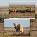 Burası Sahra Çölü değil Türkiye: Sürü halinde ortaya çıktılar gören herkes telefona sarıldı