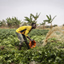 Des champs connectés: au Nigeria, les promesses d'une agriculture 2.0