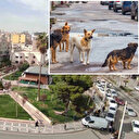 Şanlıurfa'da kuduz alarmı: Valilik acil önlem planı başlattı