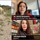 Sahipsiz köpek tartışmasında stüdyoda sesler yükseldi: Ben bir köpeğin ağzında bebek görmek istemiyorum